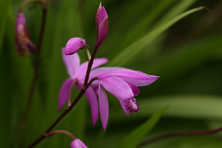 pink flowerの写真素材