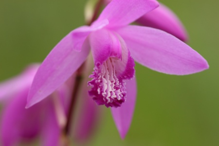 pink flowerの写真素材