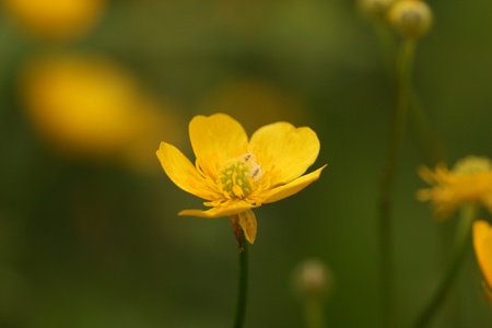 yellow flowerの写真素材