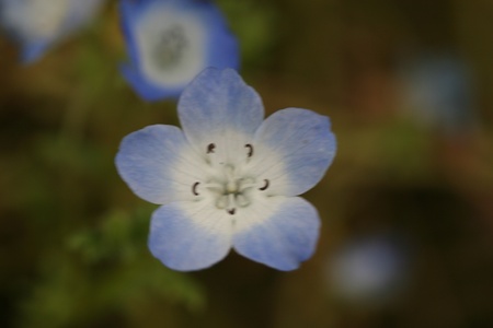 tiny blue flowerの写真素材