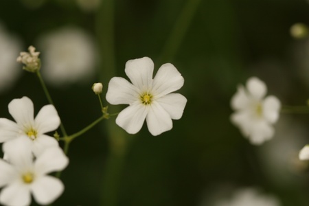 white flowerの写真素材
