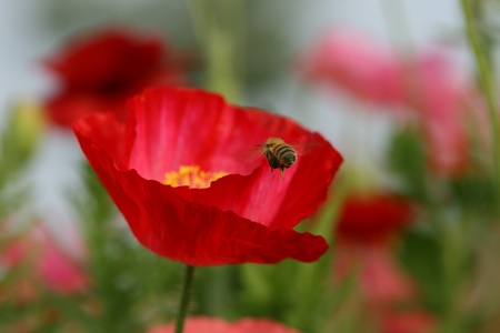 bee on beautiful flowerの写真素材