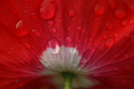 dew on california poppy の写真素材