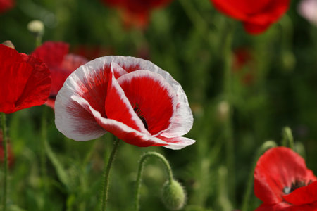 flowersの写真素材