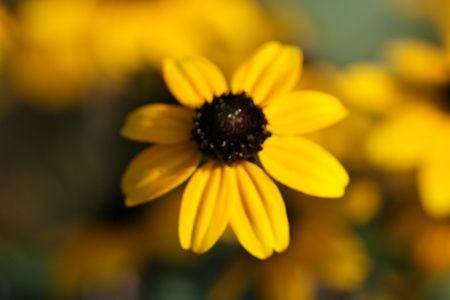 flowerの写真素材