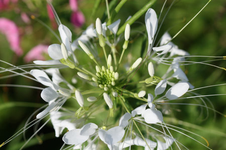 spider flower