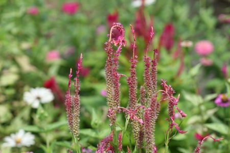 cockscombの写真素材