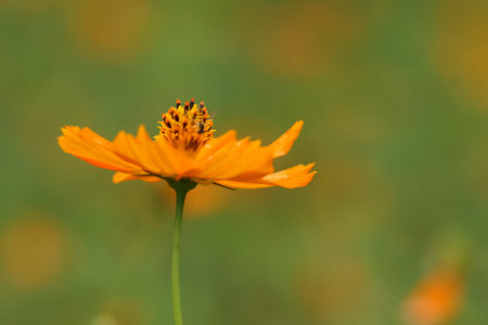 daisy
