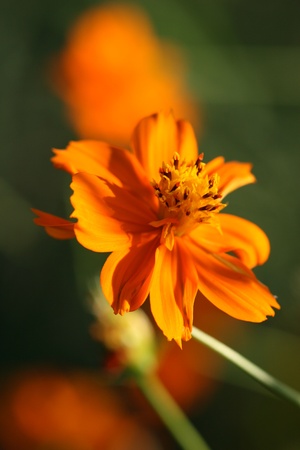 daisyの写真素材