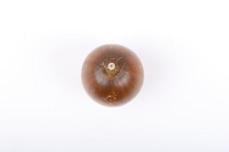isolated acornの写真素材