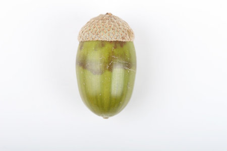 isolated acornの写真素材