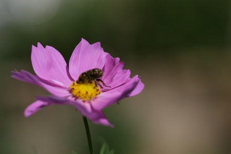 daisyの写真素材