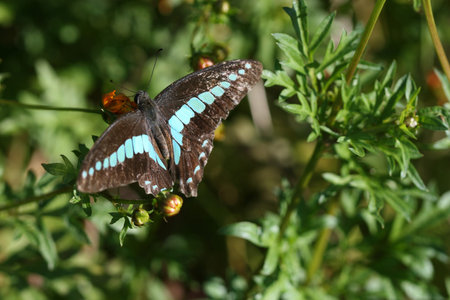 butterfly and daisy