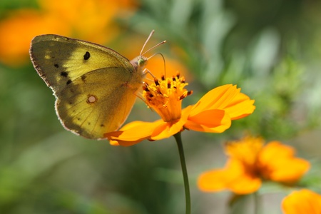 butterfly and daisyの写真素材