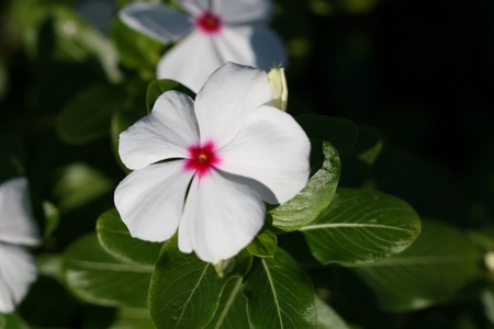 Madagascar Periwinkle Herbの写真素材