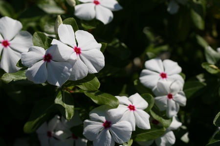 Madagascar Periwinkle Herbの写真素材
