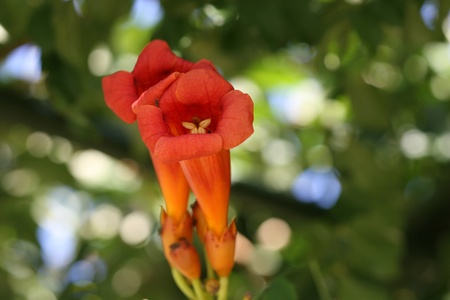 Campsis grandifloraの写真素材