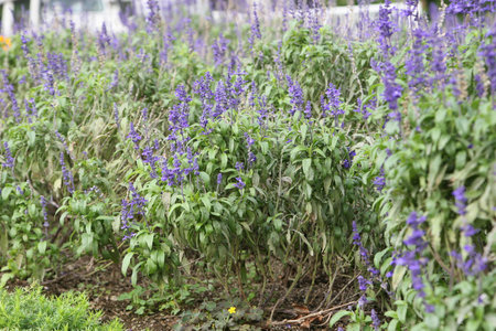 lavenderの写真素材