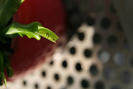 pitcher plantの写真素材