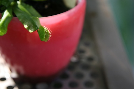 pitcher plantの写真素材