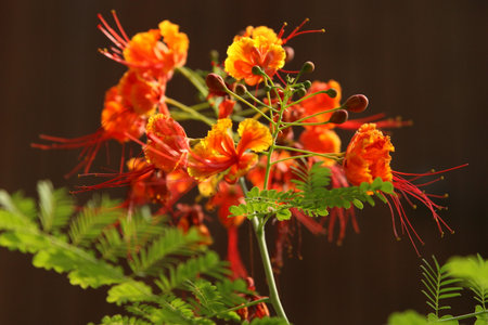 peacock flowerの写真素材