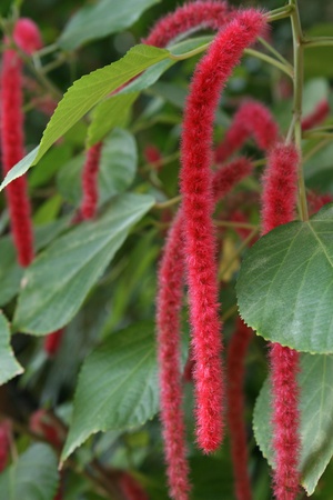 tassel flowerの写真素材