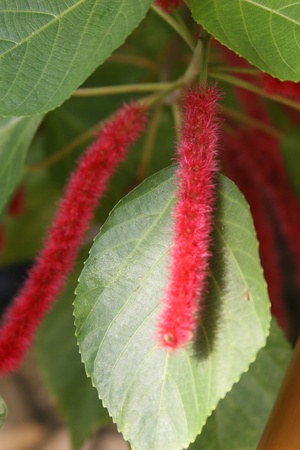 tassel flowerの写真素材