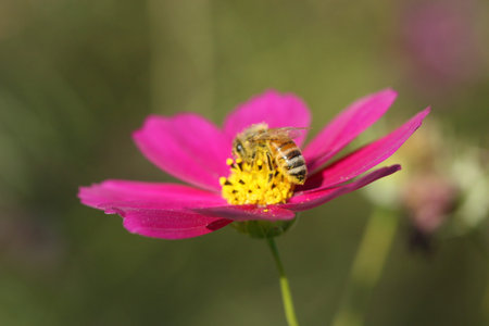 bee on cosmos flower