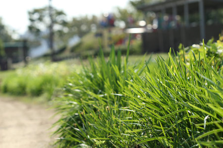 organic leeks growing on farmの写真素材