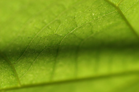 green leaf background
