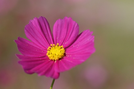 beautiful cosmos flowerの写真素材