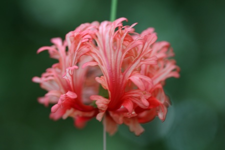 hibiscusの写真素材