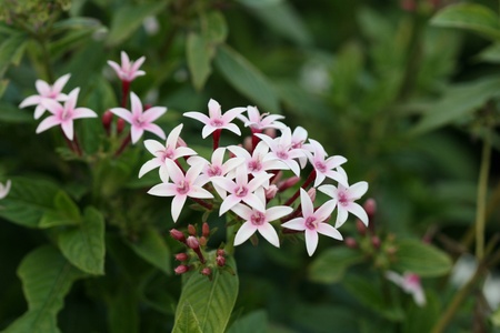 pentas flowers beautifully bloomingの写真素材