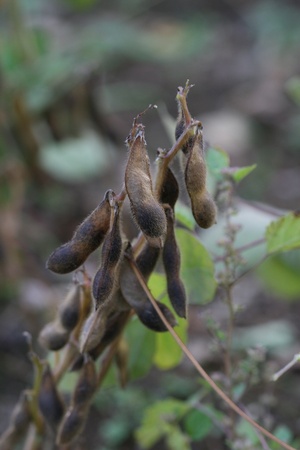 autumn beansの写真素材