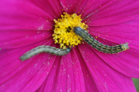 cosmos worm