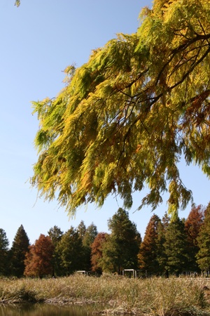 autumn treeの写真素材