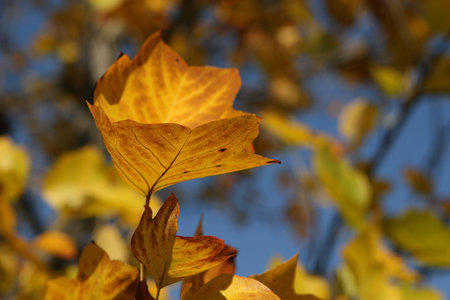 beautiful autumn leaves