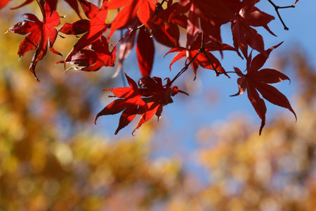 beautiful autumn leaves