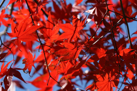 beautiful autumn leaves