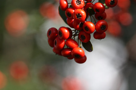 red berryの写真素材