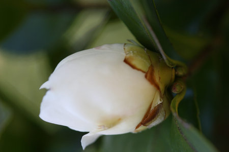 camelliaの写真素材