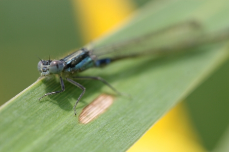 dragonflyの写真素材