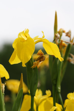 yellow iris flower