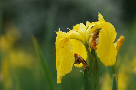 yellow iris flower