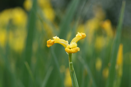 yellow iris flower