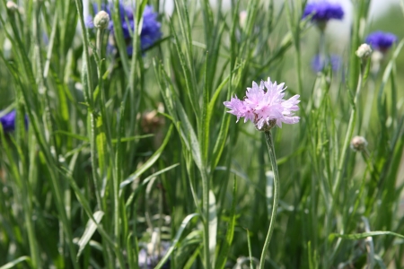 corn flowerの写真素材