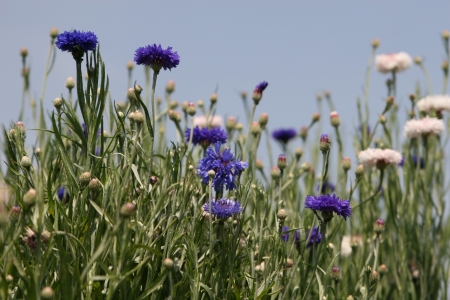 corn flowerの写真素材