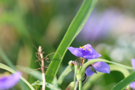 spiderwortの写真素材