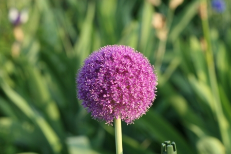 alium flowerの写真素材