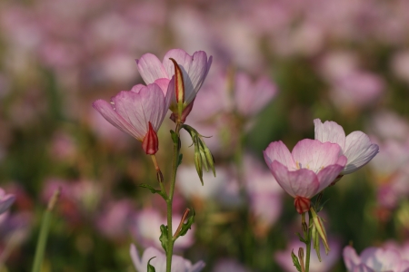 pink white flowerの写真素材